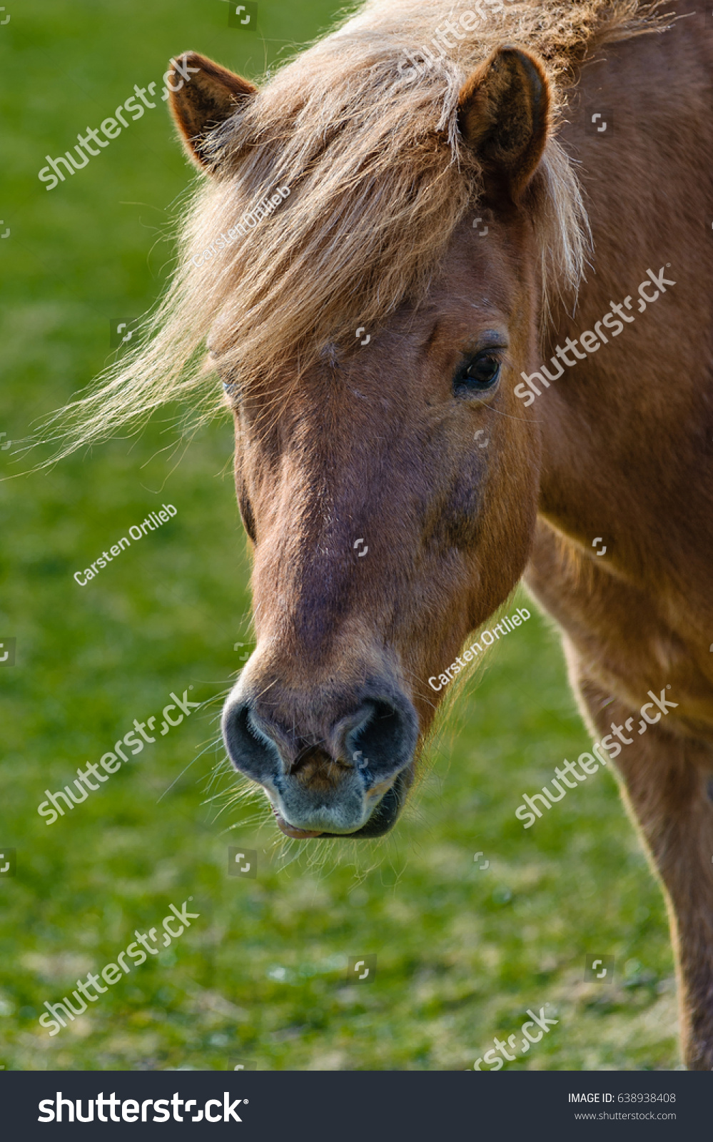 horse haircut 0033