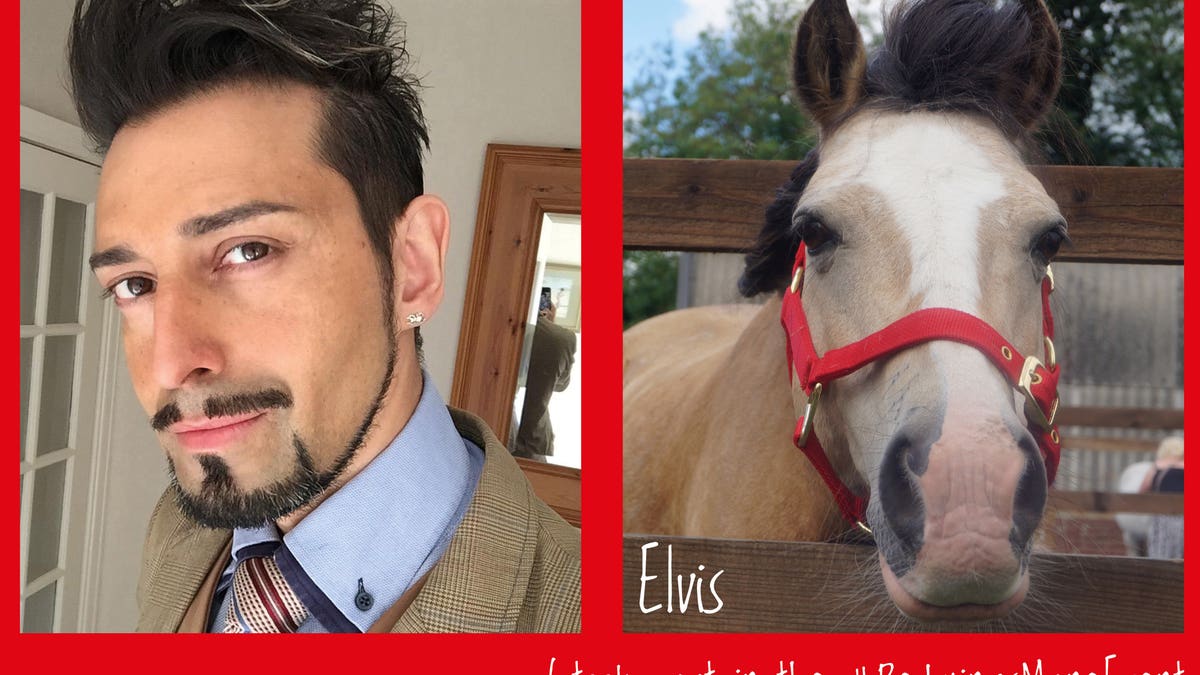 horse haircut 0034