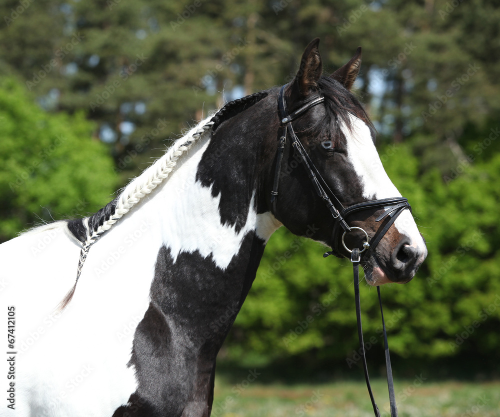 horse haircut 0036