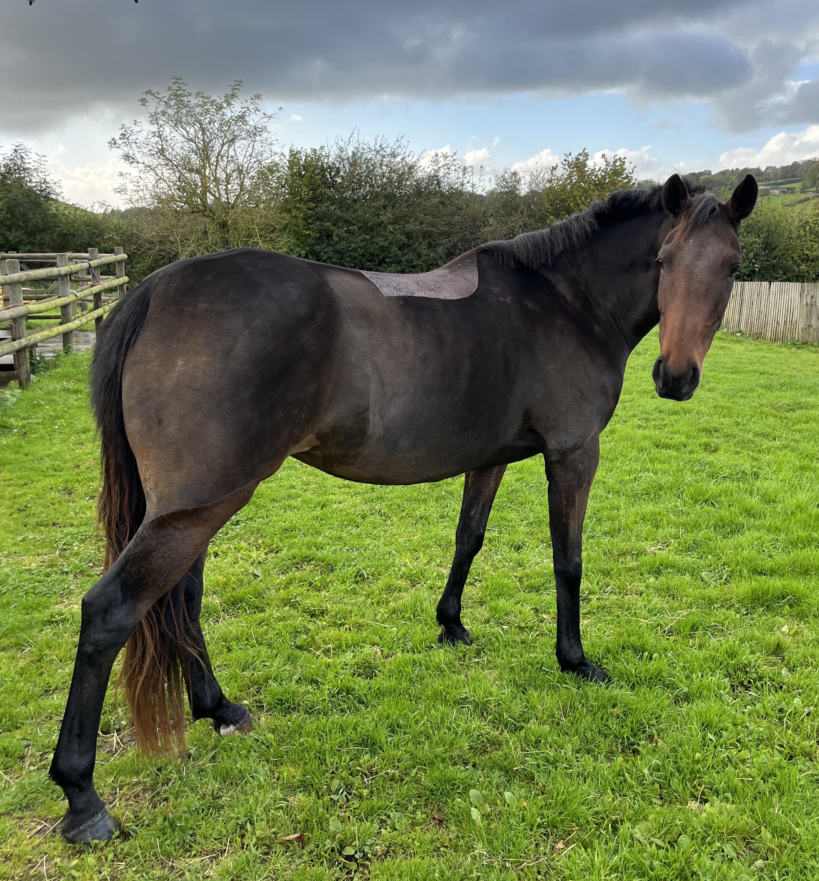 horse haircut 0038