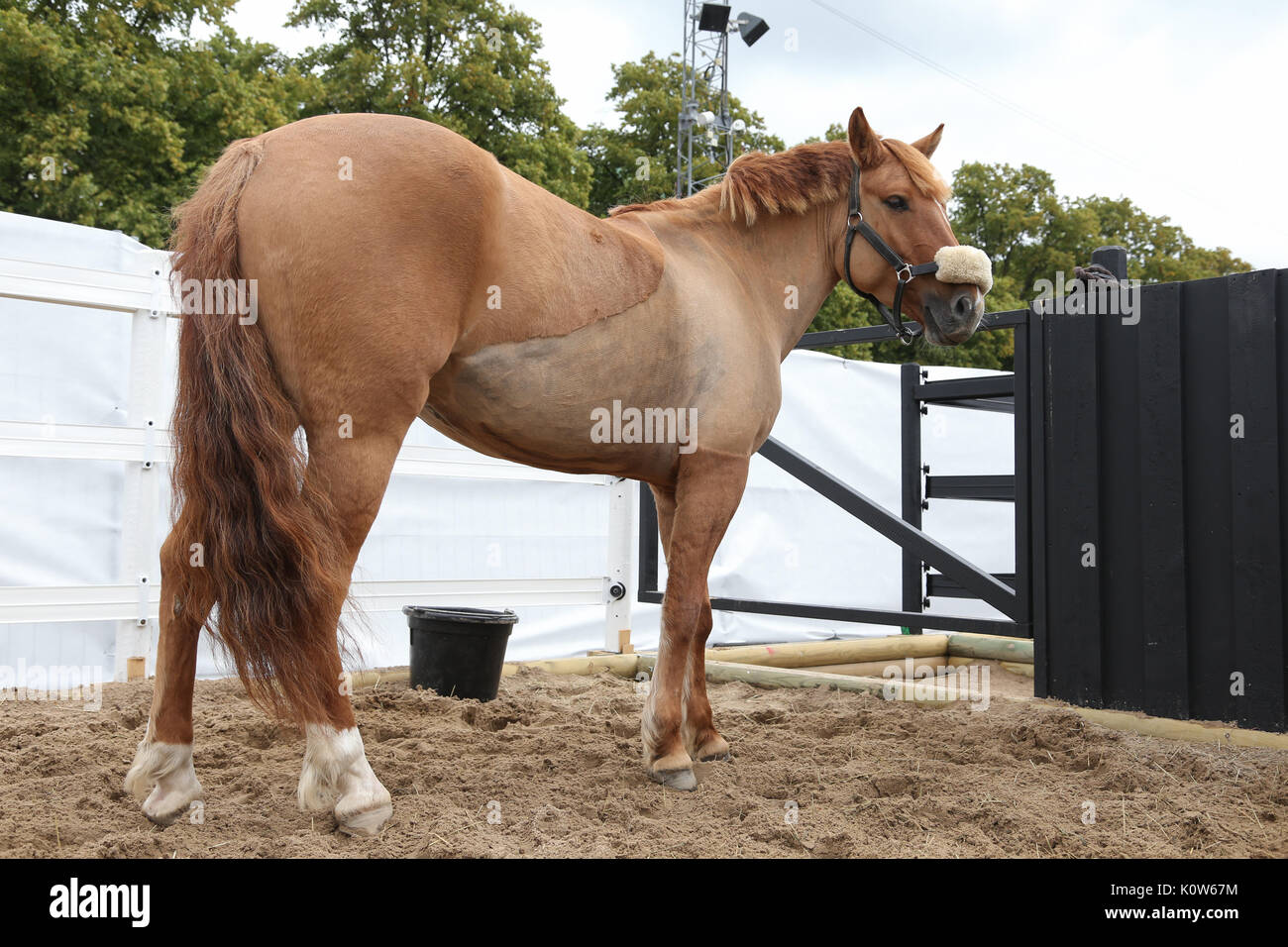 horse haircut 0040