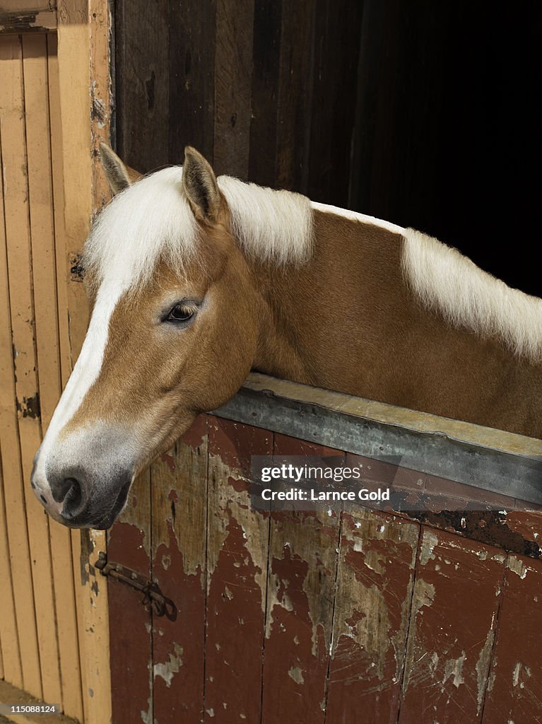 horse haircut 0041