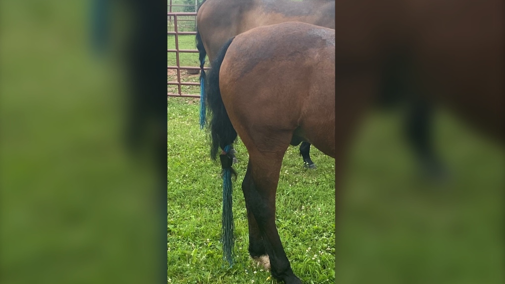 horse haircut 0045