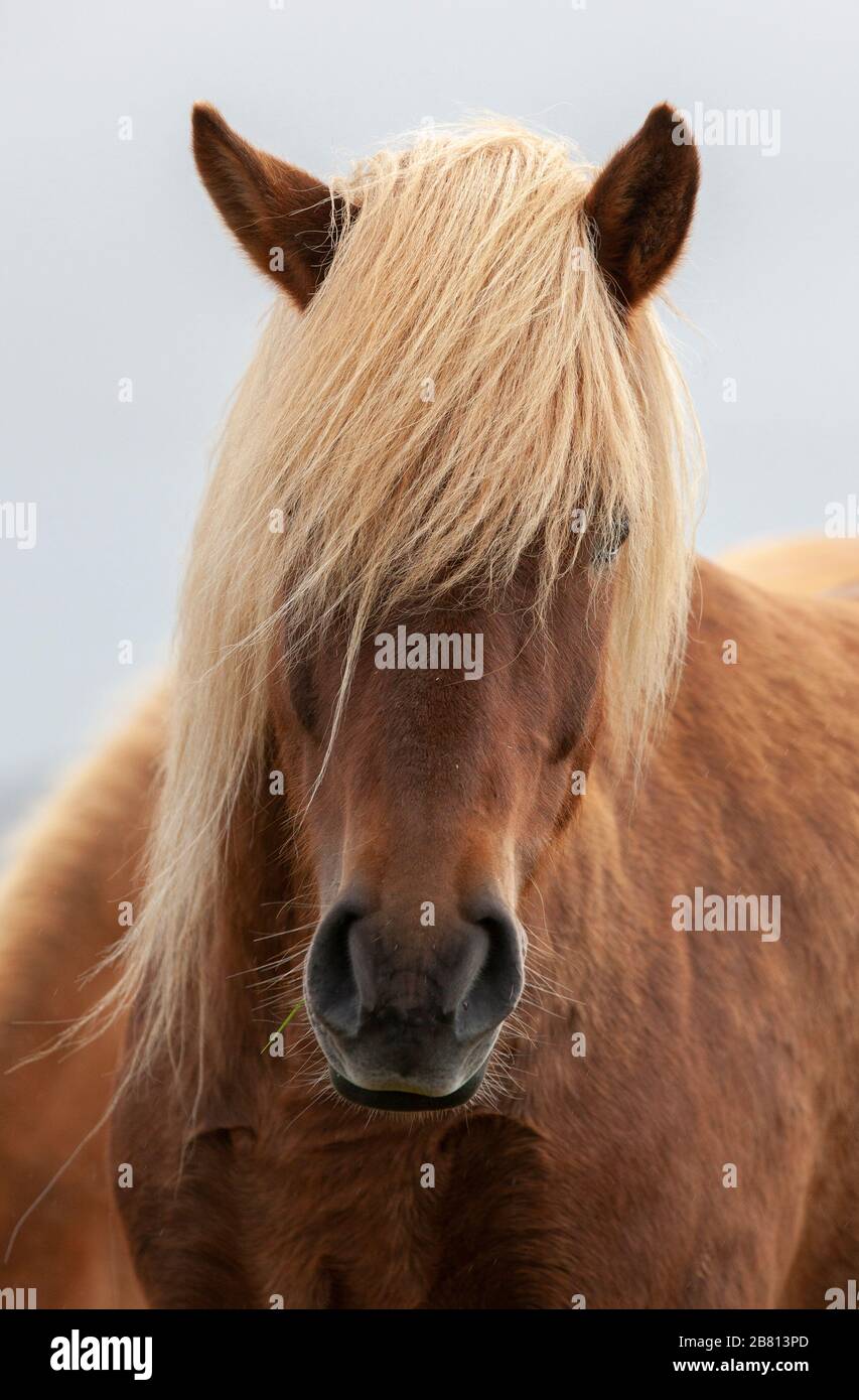 horse haircut 0047