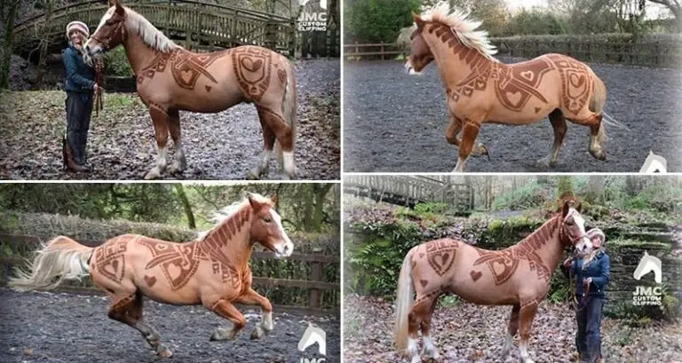 horse haircut 0049