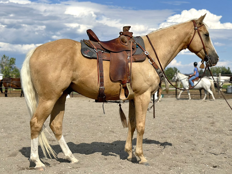 horse photography online