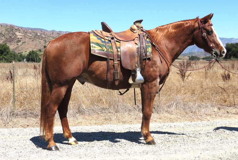 horse photos for sale 0028