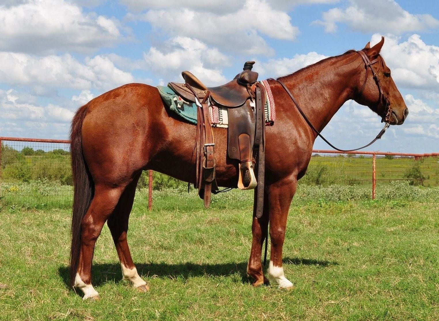 horse photos for sale 0031