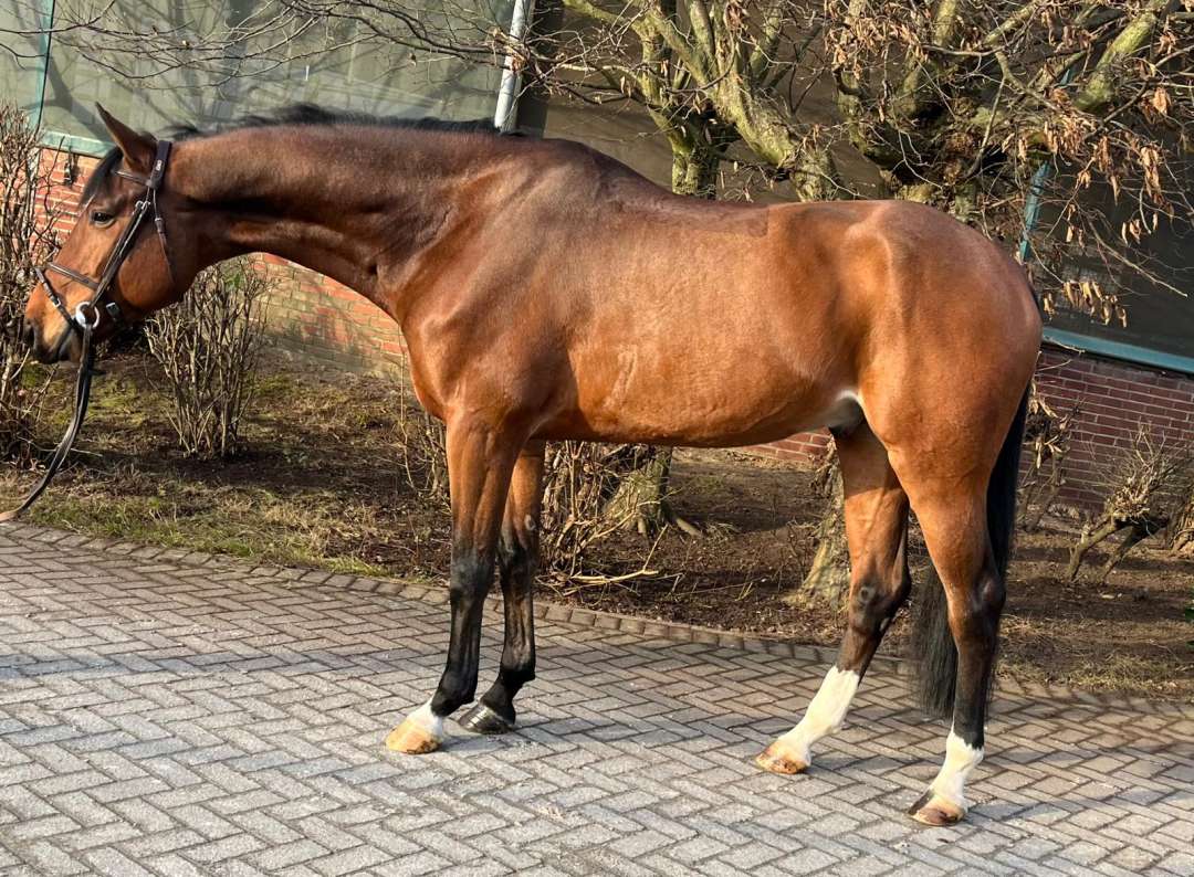 horse photos for sale 0033