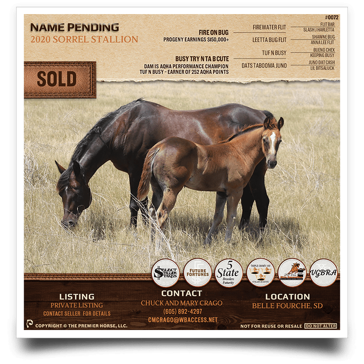 horse photos for sale 0040