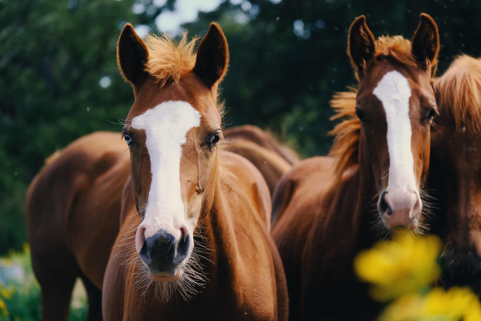 horse photos for sale 0041