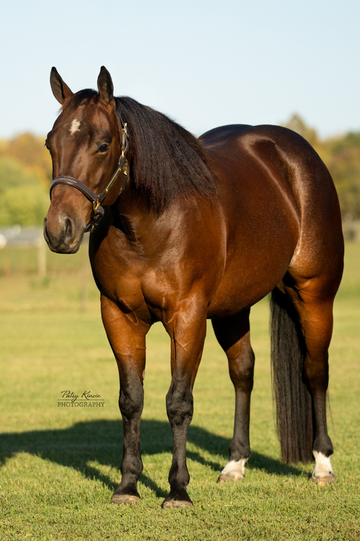horse photos for sale 0044