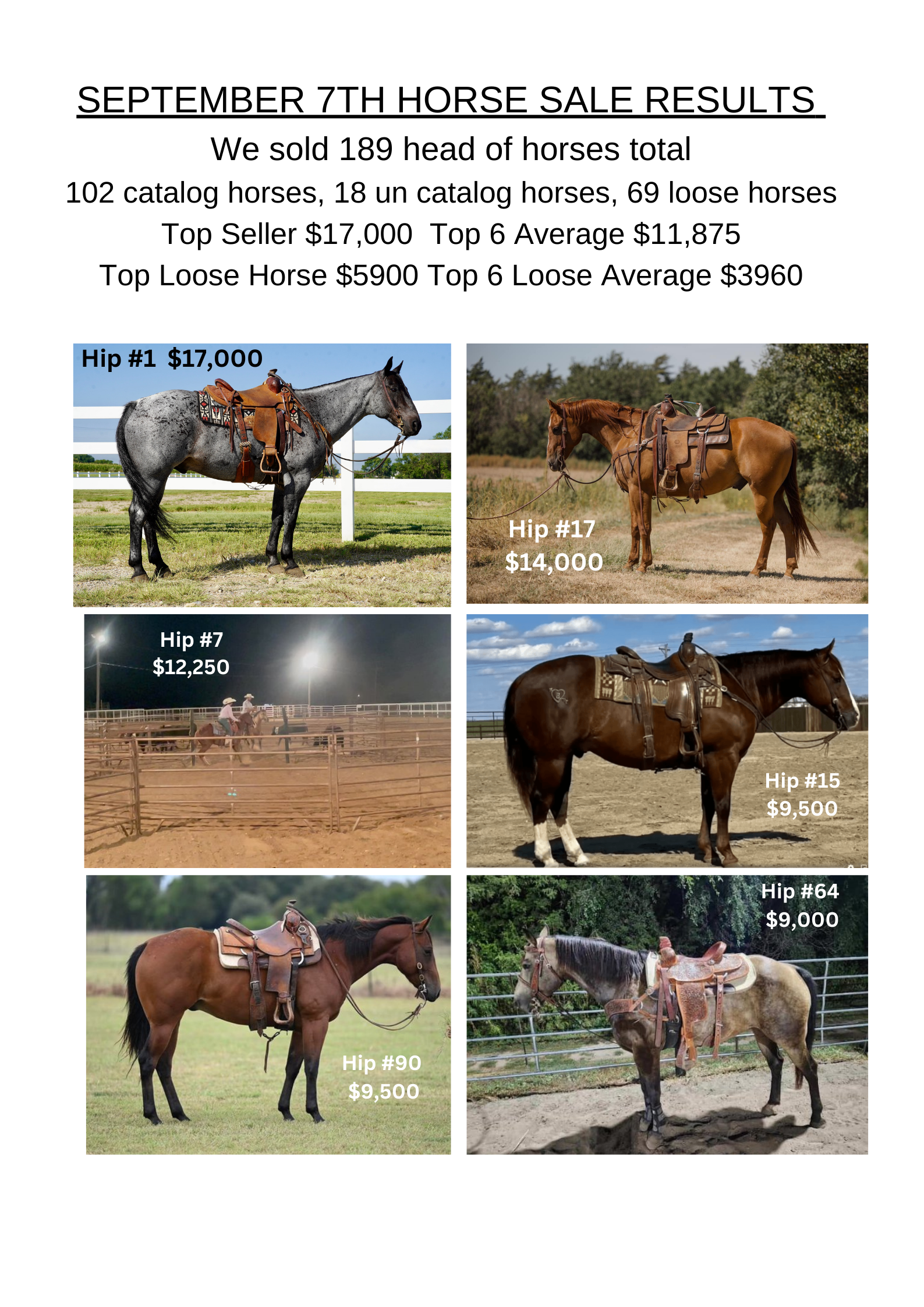 horse photos for sale 0046