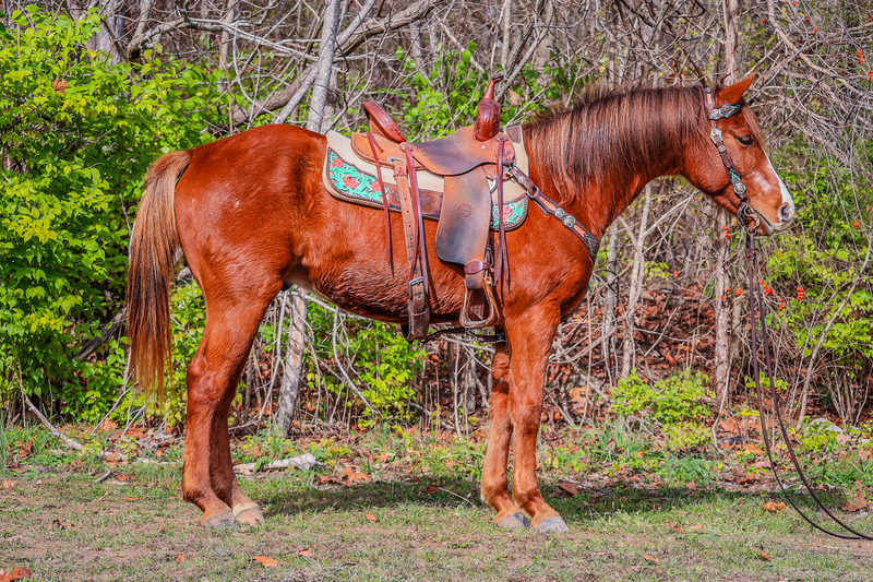 horse pictures for sale 0009
