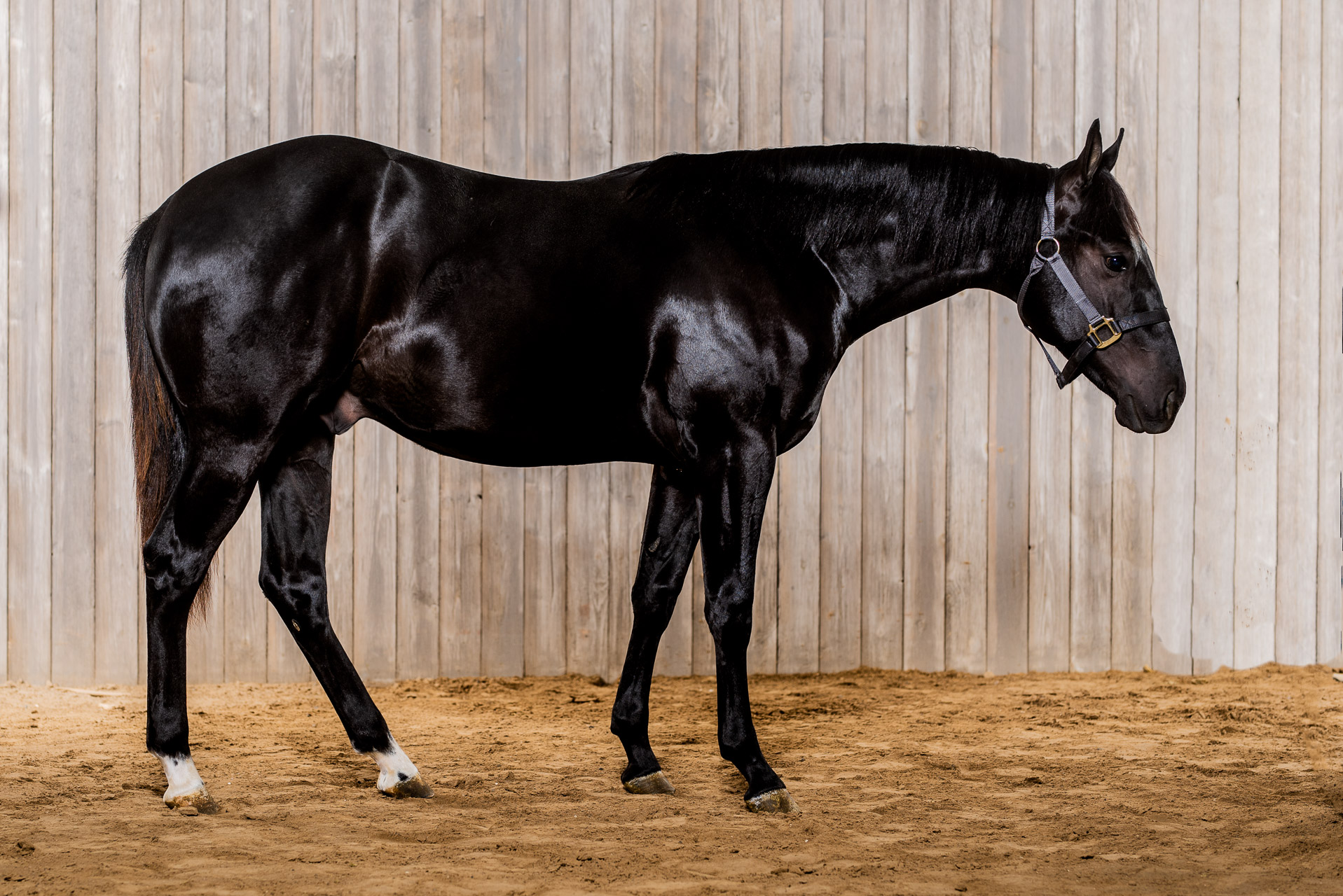 horse pictures for sale 0010