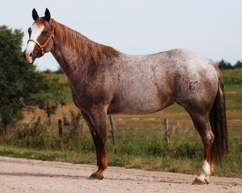 horse pictures for sale 0012
