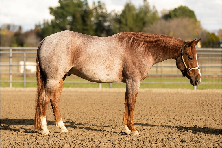 horse pictures for sale 0015