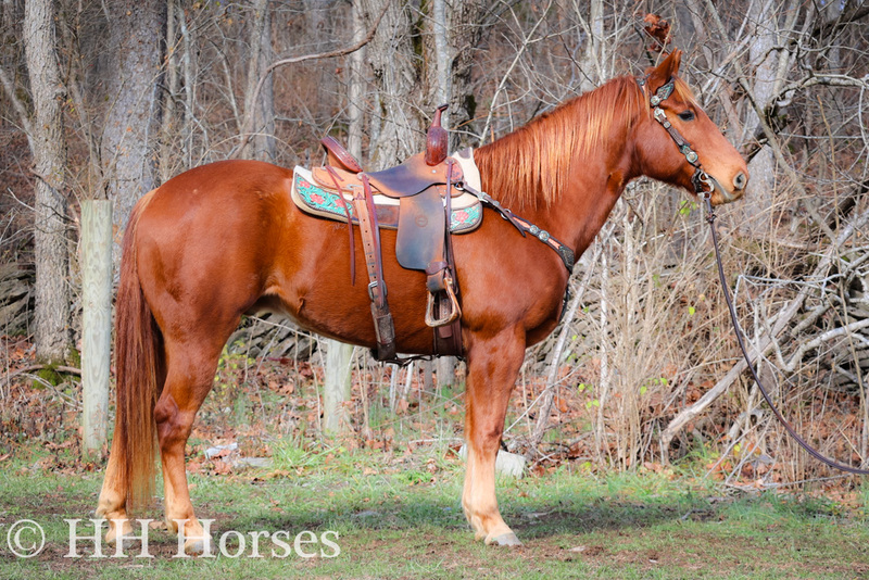 horse pictures for sale 0016