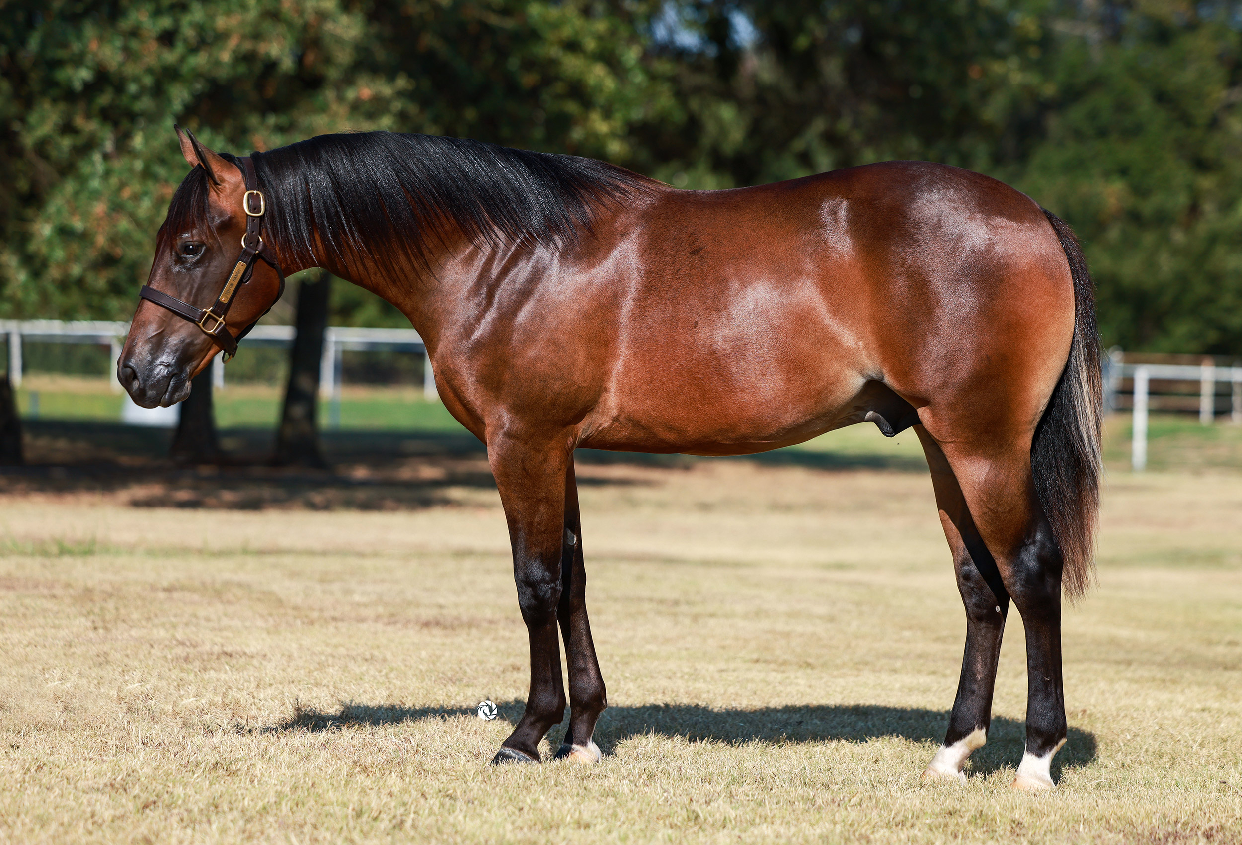 horse pictures for sale 0018
