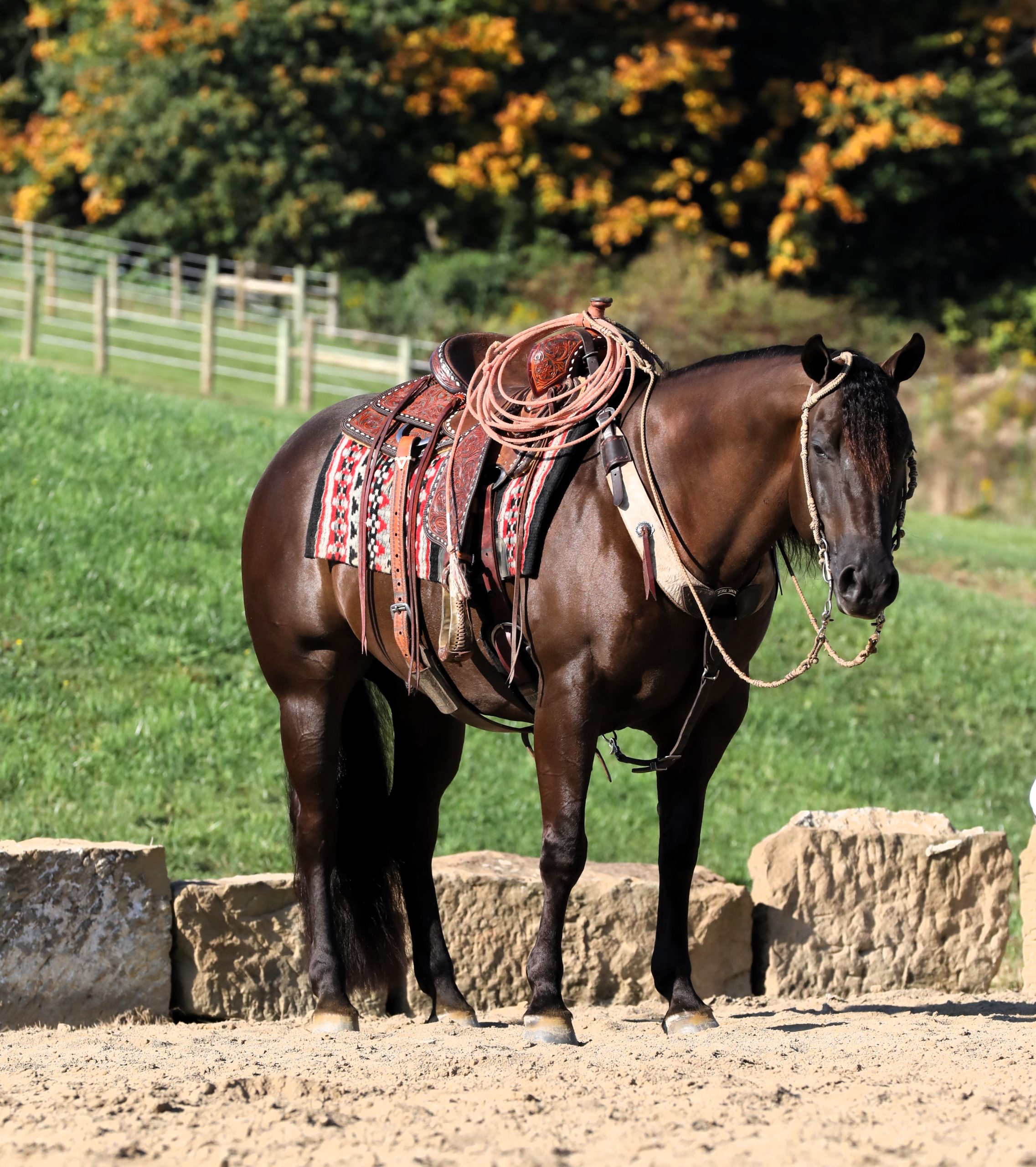 horse pictures for sale 0020