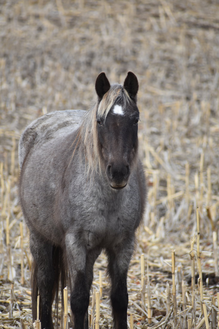 horse pictures for sale 0026