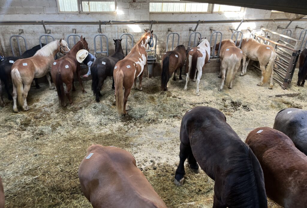 horse pictures for sale 0029