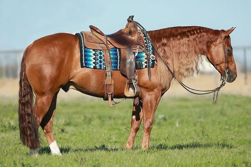 horse pictures for sale 0030