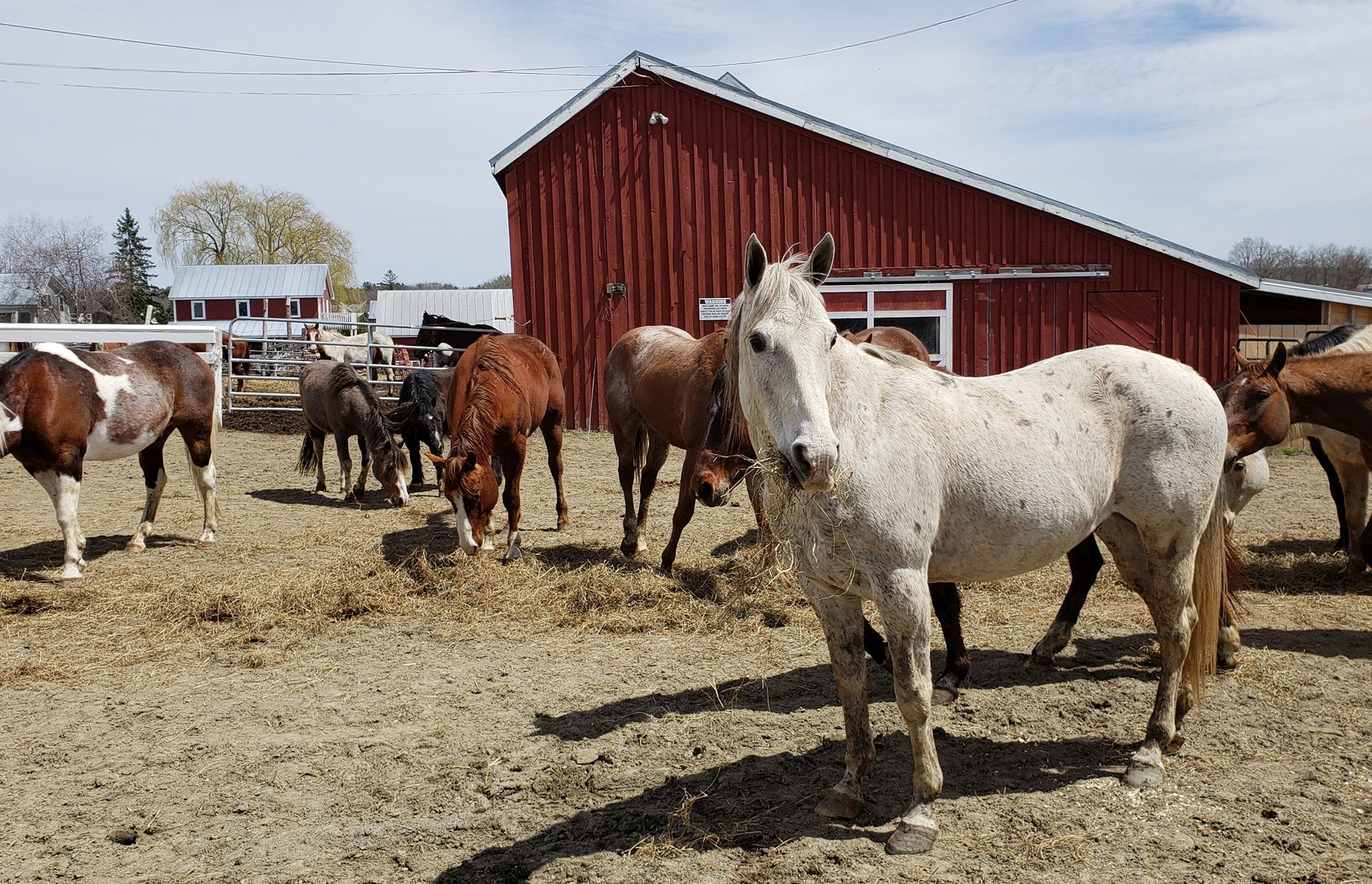 horse pictures for sale 0032