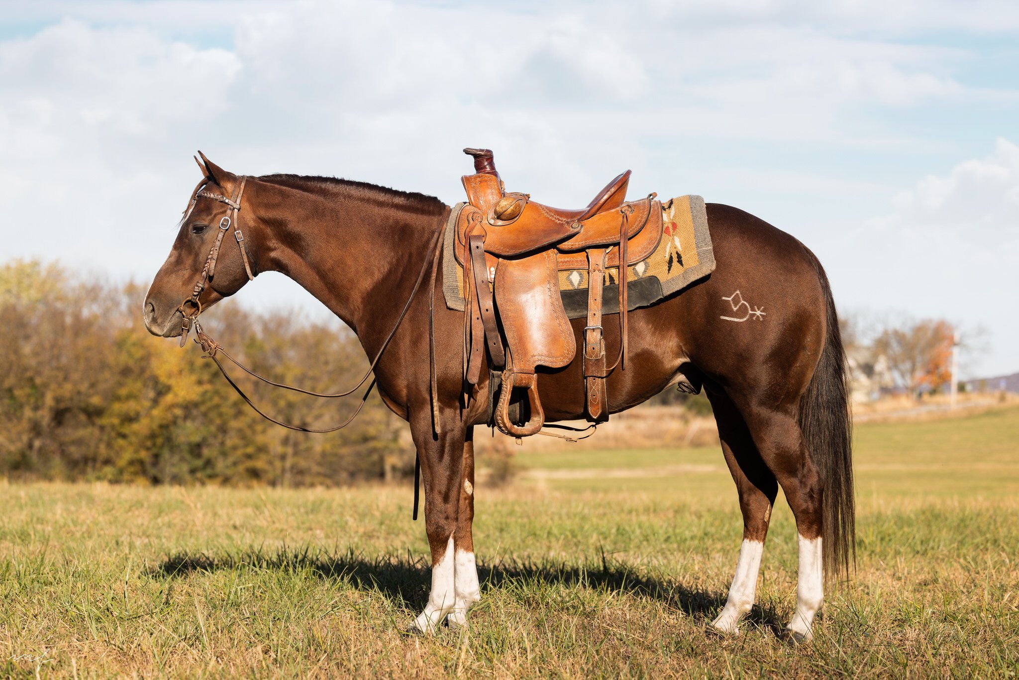 horse pictures for sale 0033