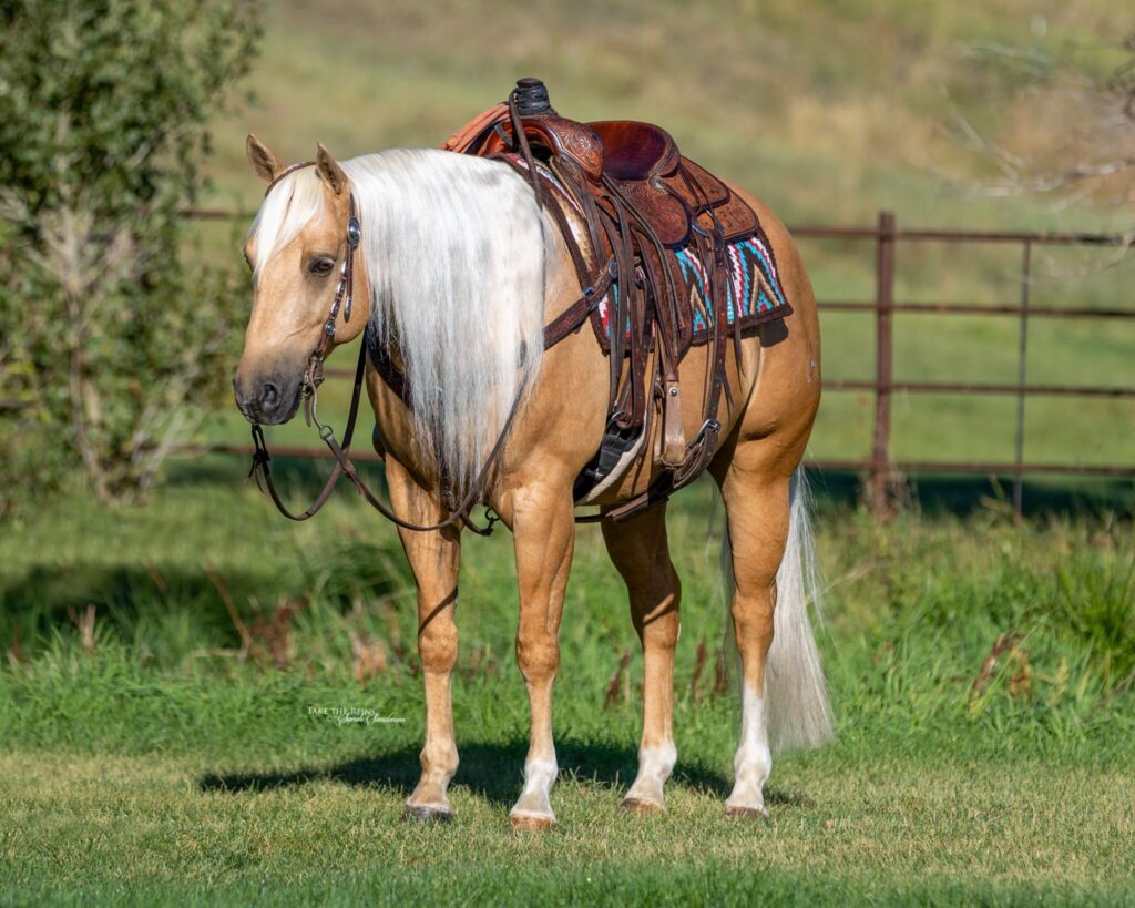 horse pictures for sale 0036