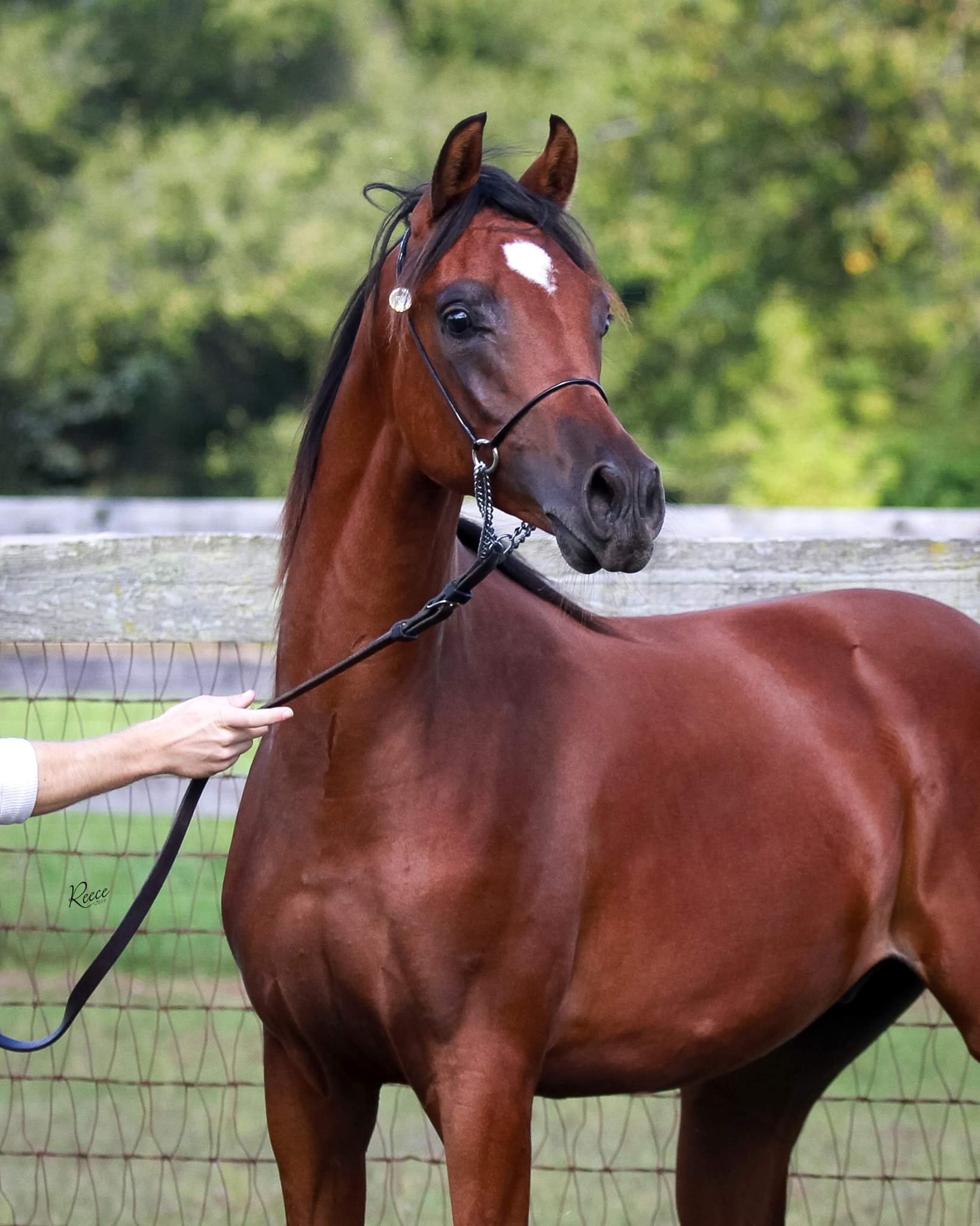 horse pictures for sale 0037