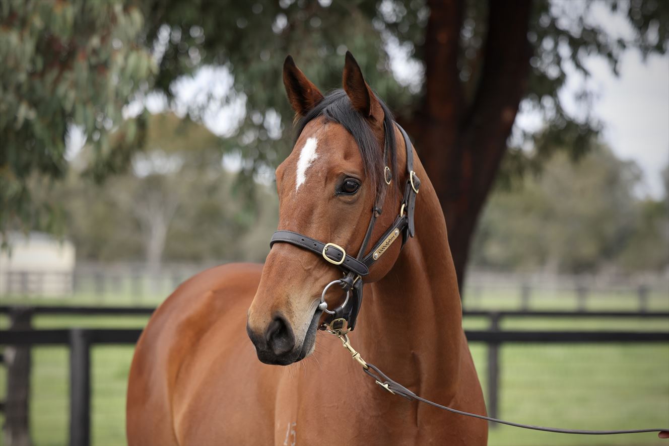 horse pictures for sale 0040