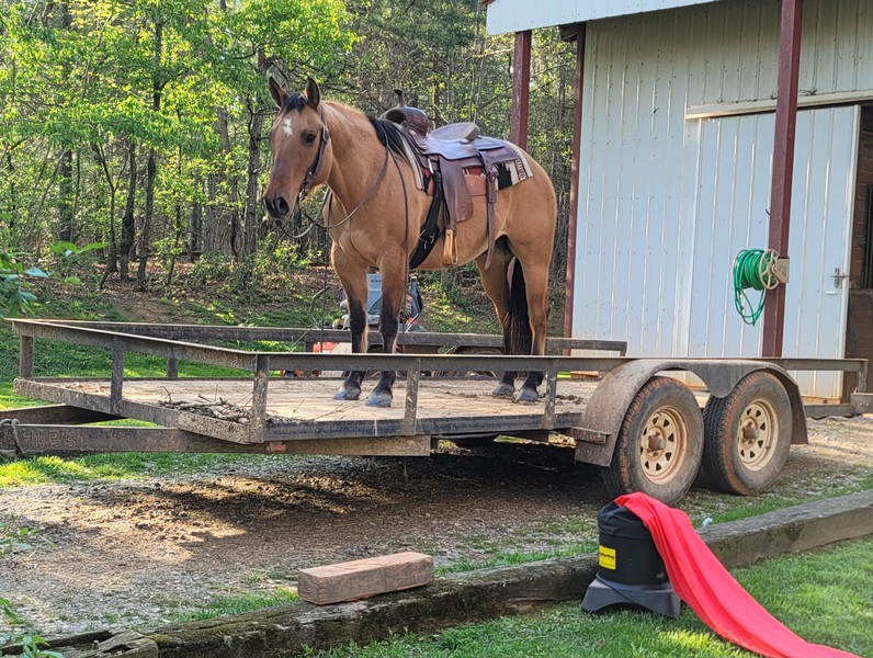 horse pictures for sale 0042