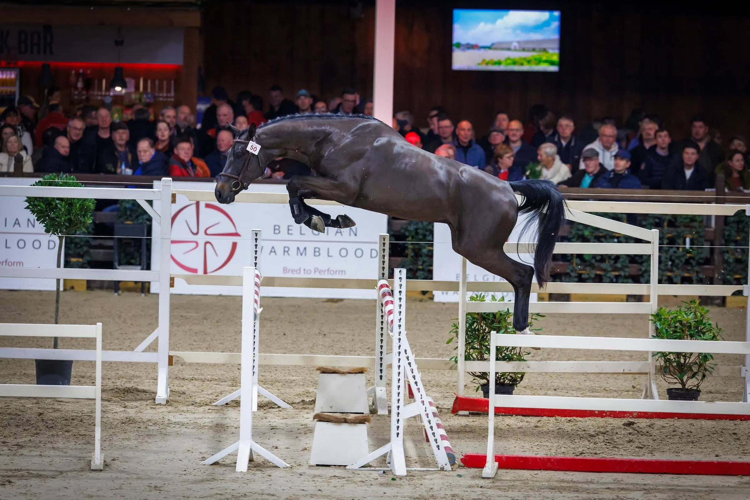 horse pictures for sale 0046