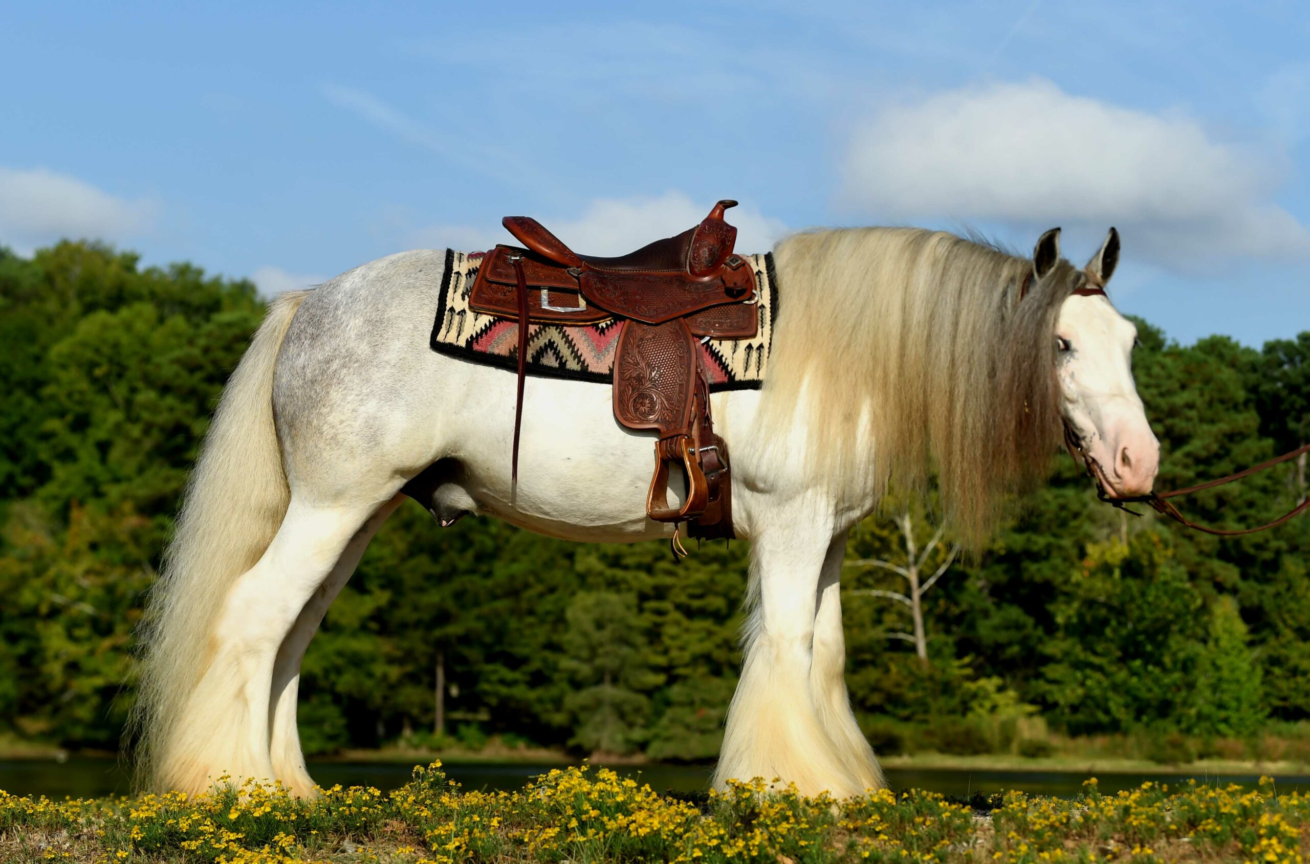 horse portrait photography