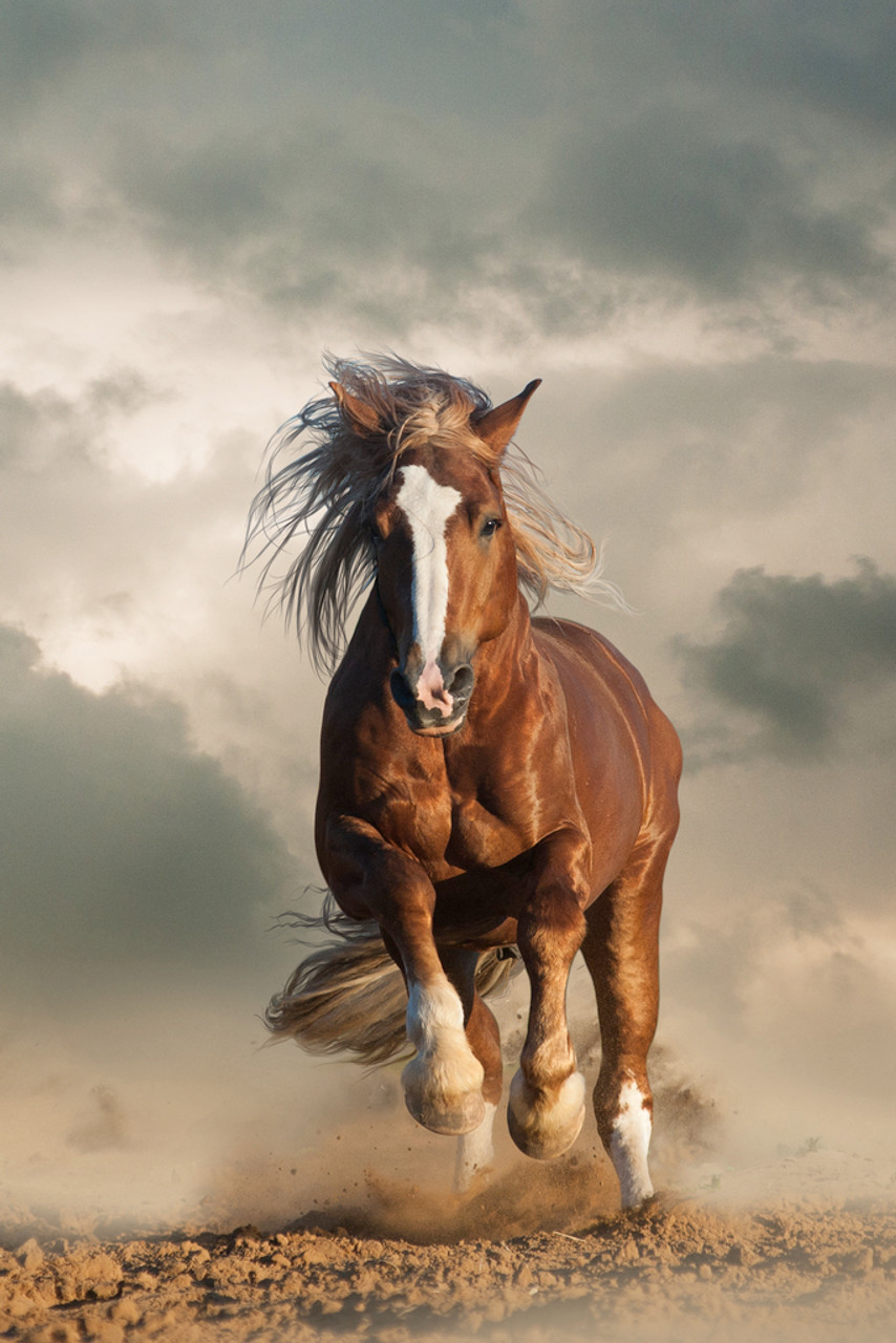 secretariat wins triple crown 0032