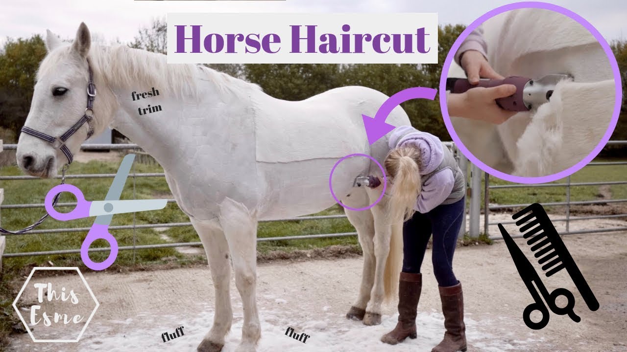 horse show hairstyles