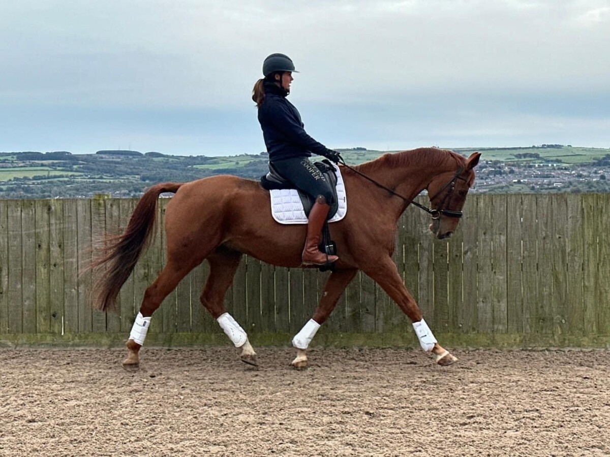 horse stock images