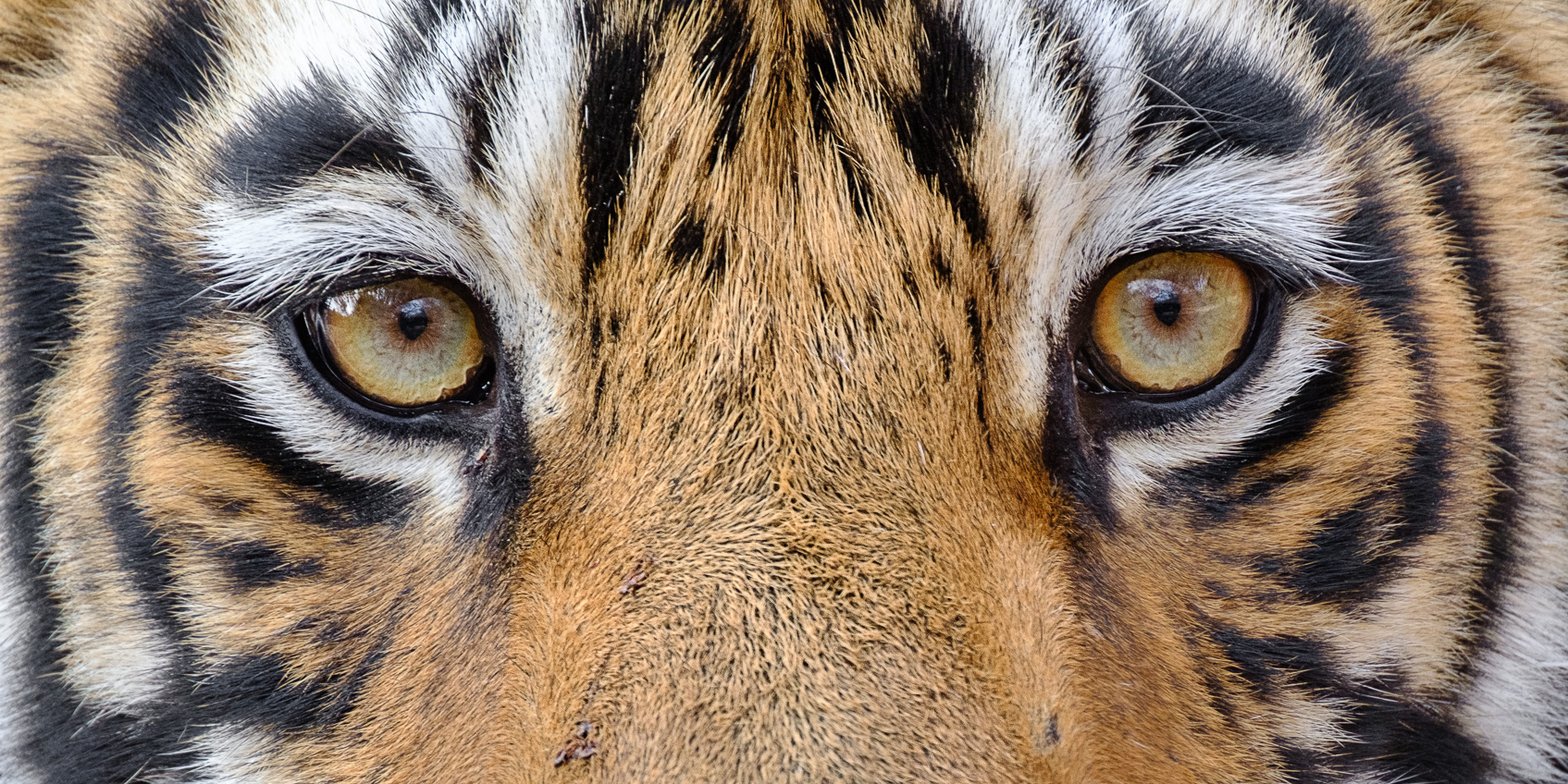 iconic tiger visuals.