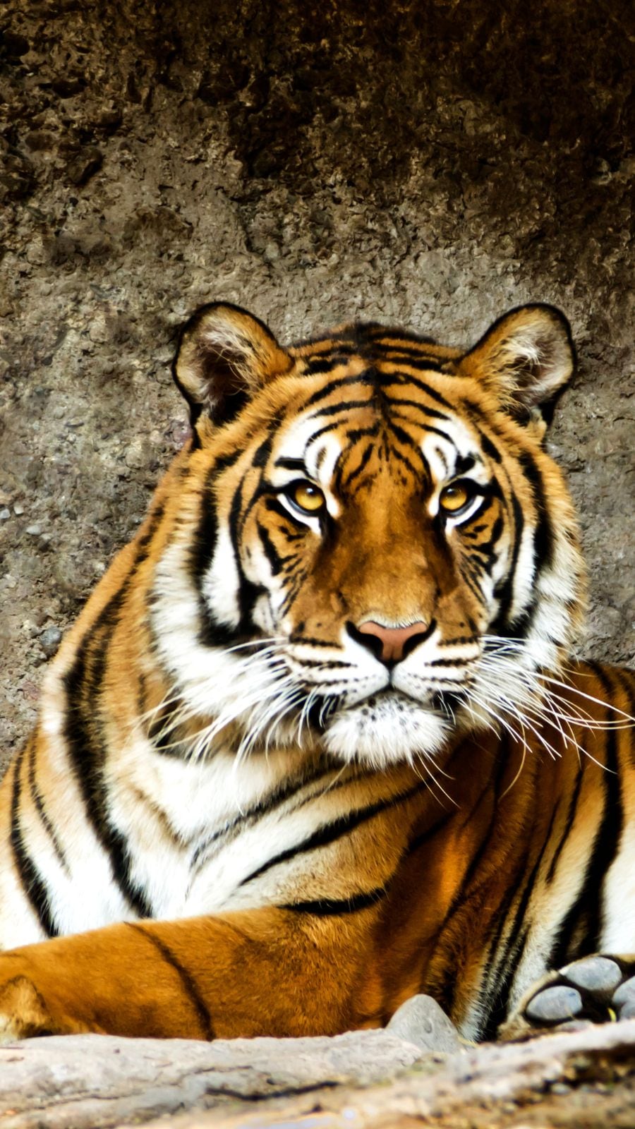 images of a tiger