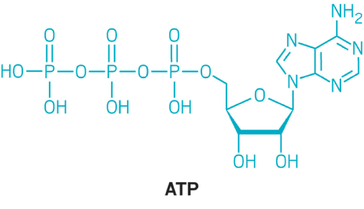 images of atp