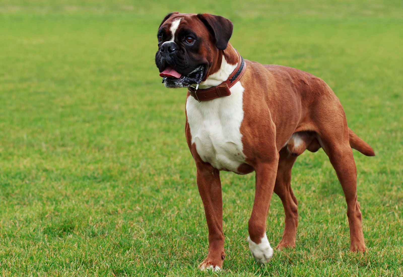 images of boxers