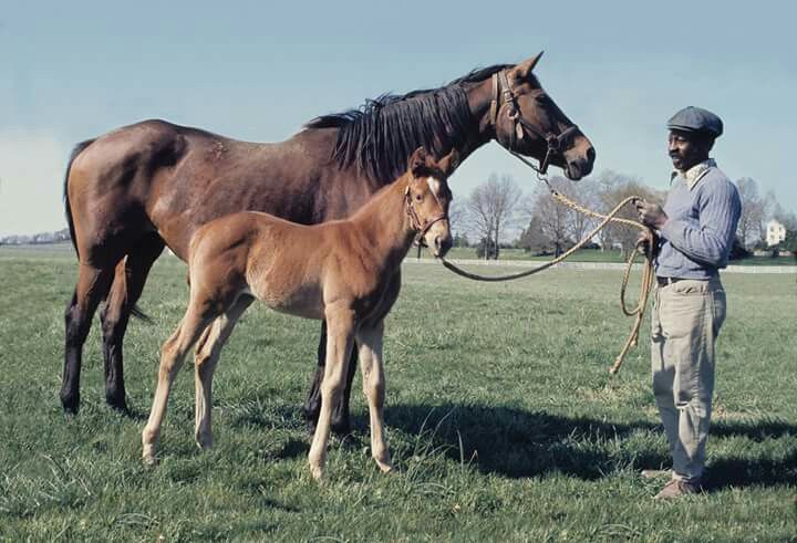 images of secretariat 0019