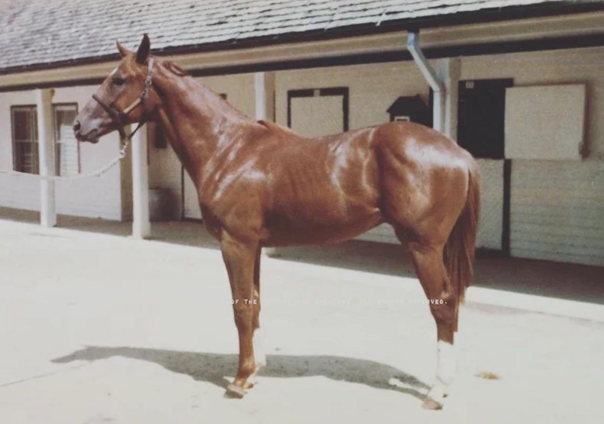 images of secretariat 0028