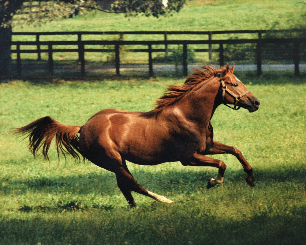 images of secretariat 0034