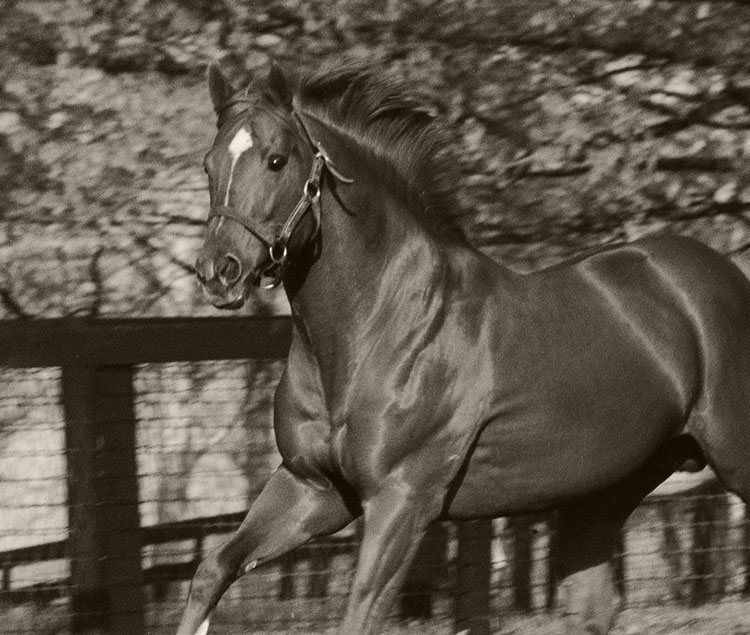 images of secretariat 0036