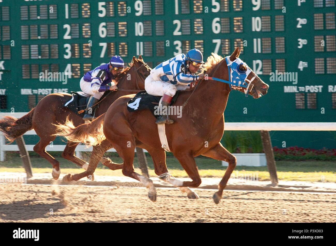images of secretariat 0046