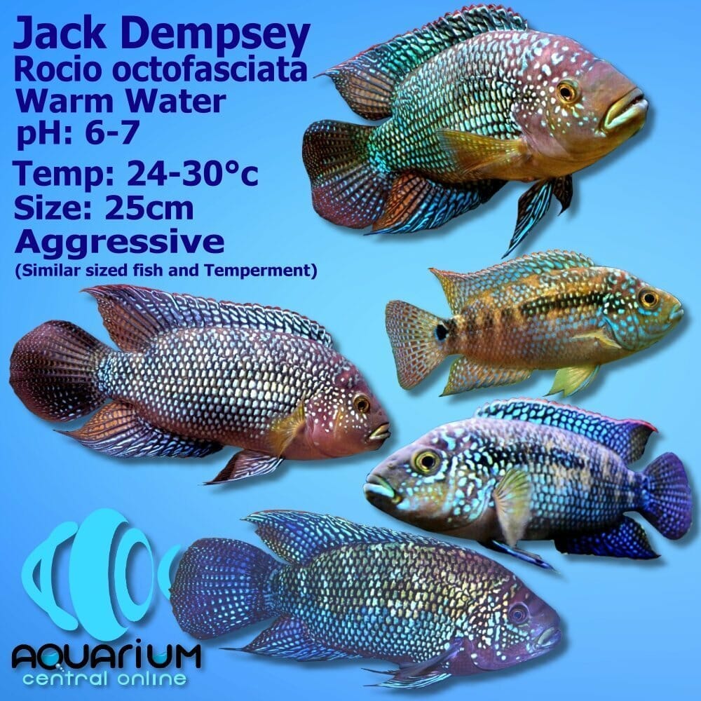 jack dempsey images 0013