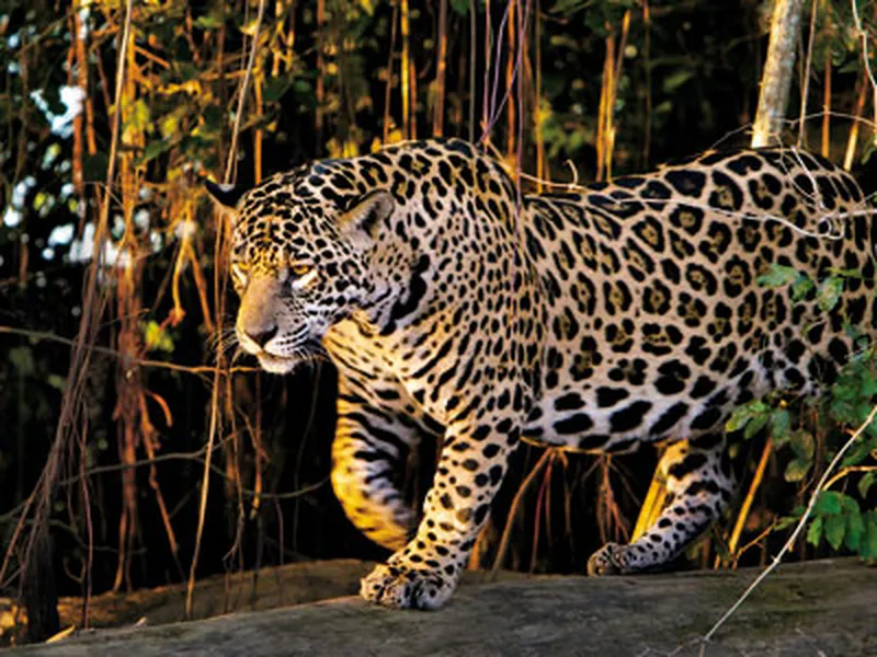 jaguar conservation efforts