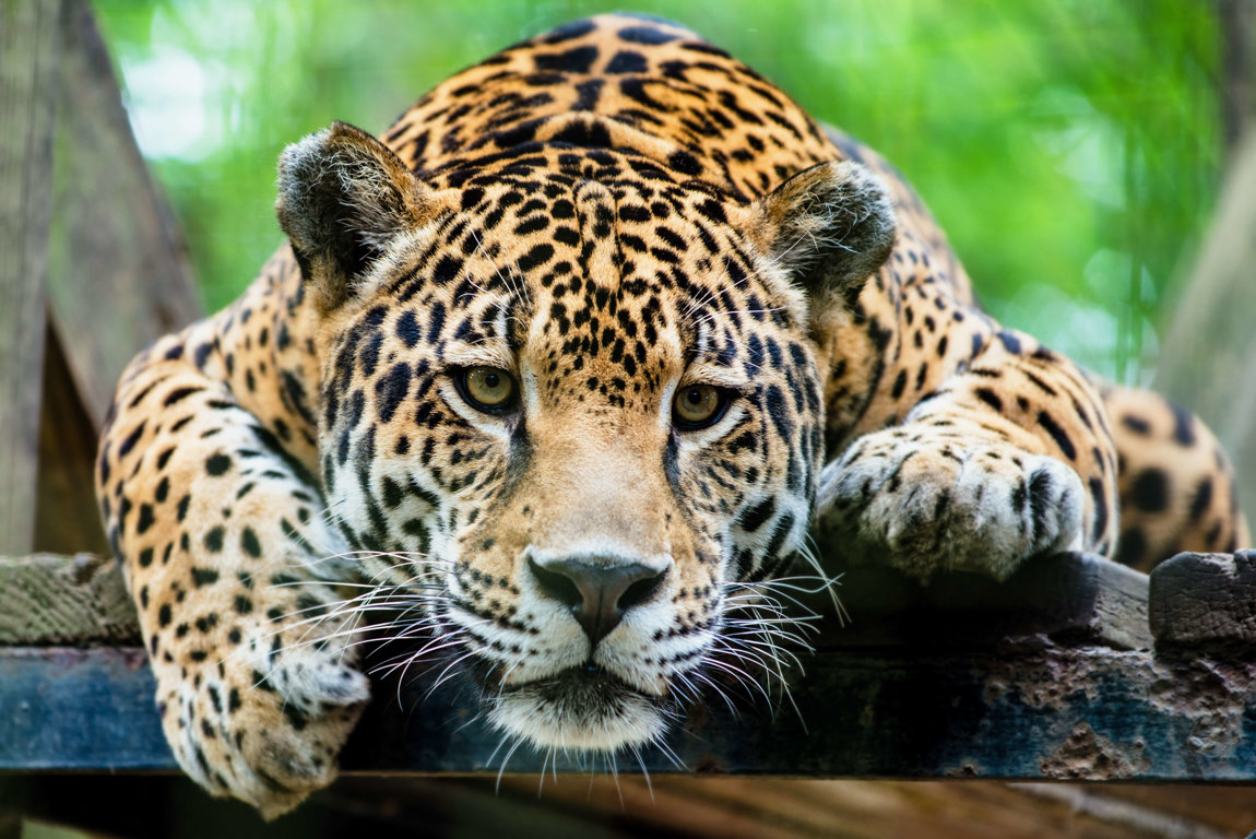 jaguar photography tips